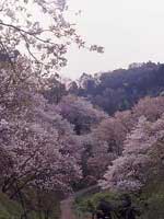 多摩森林科学園